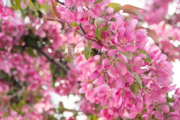 Fotobehang Fluor Roze Blooming pink flowers fill the branches of a tree during springtime in a garden setting with sunlight shining through  © azurita