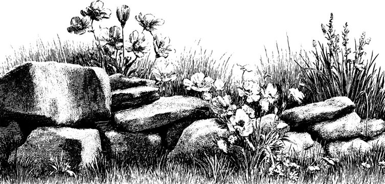 Time passage and erosion in vintage botanical engraving of flowers and rocks