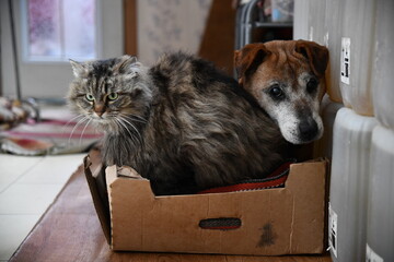 cat and dog hanging out together