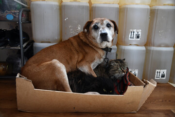 cat and dog hanging out together