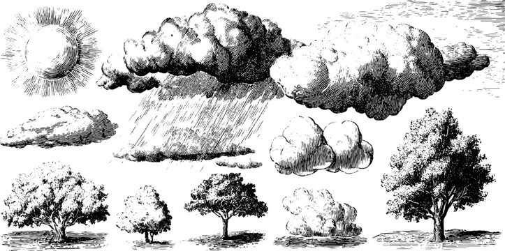 Vintage botanical engraving of minimal weather symbols and trees for nature design