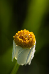 Jastrun właściwy (Leucanthemum vulgare Lam.)   © tom