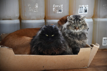 cat and dog hanging out together