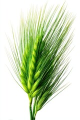 Fototapeta premium Macro photograph of a single green barley spikelet on a clean white background