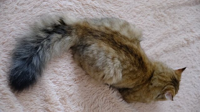 Top view of fluffy cat tail wagging on soft beige fluffy carpet, rug. Cats wagging their tails can be signs of emotions like curiosity, anxiety, concentration, agitation, stress. Empty space for text