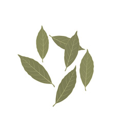 Fototapeta premium Bay Leaves Realistic Flat Vector Illustration