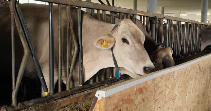 Cowshed interior with feeding line and dairy cows. Farm infrastructure for indoor livestock housing and management