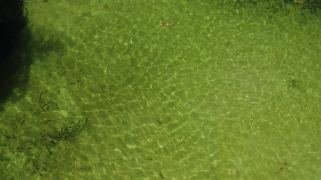 lagoa com peixes