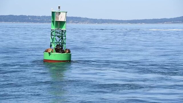 Harbor Seals (Phoca vitulina) Resting on Green Buoy in Puget Sound Washington State