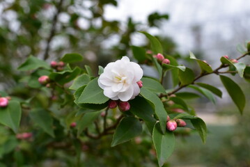 Obraz premium Camellia Cinammon Cindy