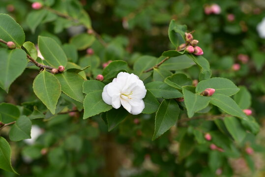 Kamelie Cinammon Cindy