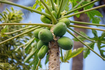 Green papaya fruits growing on tree in tropical plantation Tenerife Canary Islands Spain