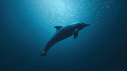 Obraz premium Dolphin Swimming in Open Blue Water With a Simple Background and Clear Water View