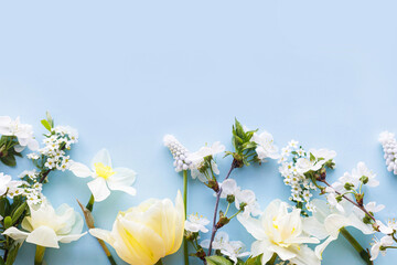 Easter flat lay. Stylish daffodils, tulip and cherry flowers on blue background. Easter celebration, season greetings mockup. Spring modern floral banner © sonyachny