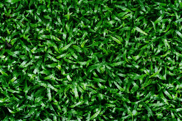 Obraz premium Top view, Green grass eco friendly natural background
