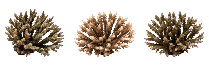 Collection of Realistic Brown Branching Sea Coral – Oil Paint Style PNG, Perfect for Marine & Aquarium