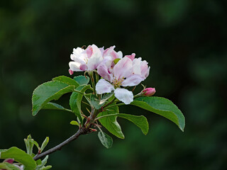 Nahaufnahme der filigranen Bl&uuml;ten an einem Apfelbaum, freigestellt vor einem dunklen, unscharfen Hintergrund
