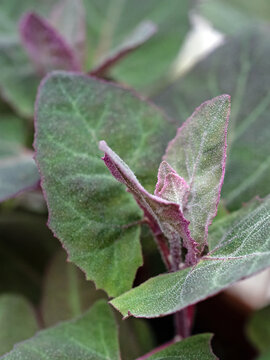 Nahaufnahme der Bl&auml;tter der roten Gartenmelde, Atriplex hortensis
