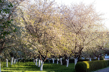 Blossom filled trees in a sunny park with white trunks and neatly trimmed hedges