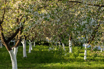 Rows of blossoming trees with white painted trunks in a sunlit green garden