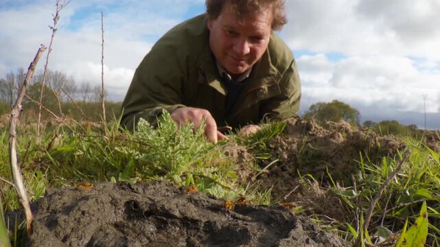 Man examining a wasp nest in the mud while the insects are flying around in a natural environment