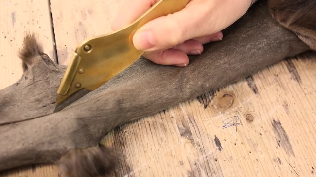 Furrier uses specialized skinning knife to cut a sable pelt making incisions to flatten the skin for subsequent stretching on a table and further fur garment processing stages