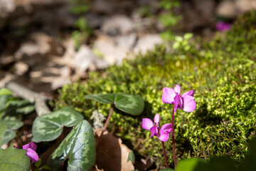 Close up of purple cyclamen flowers blooming in a forest on a mossy ground.