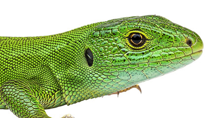Fototapeta premium Detailed portrait of a green lizard's head, isolated on transparent background