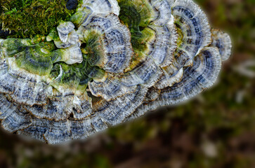 587-09 Turkey Tail Mushrooms