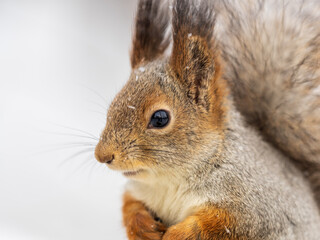The squirrel sits on white snow