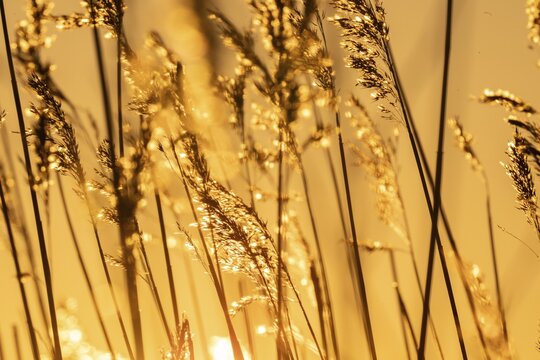 Grasses in backlight at sunset, evening, Korpostr&ouml;m, Korpo or Korppo, southwestern archipelago, Finland