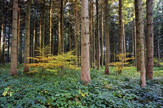 Autumn-colored beech trees stand in Nadelwald, Horben, Canton Aargau, Switzerland