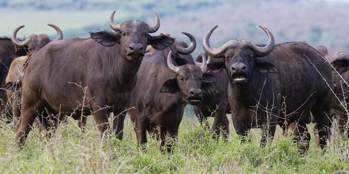 Group of African buffalos (Syncerus caffer) in the savannah, KwaZulu Natal province, South Africa