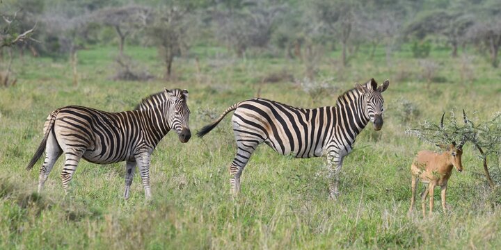 Burchell's zebra (Equus burchellii) and Impala (Aepyceros melampus melampus), KwaZulu Natal province, South Africa