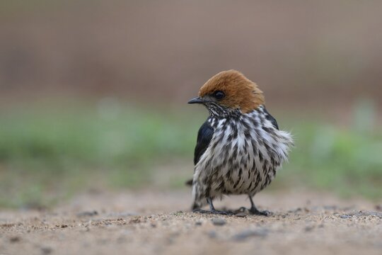 Lesser striped swallow (Cecropis abyssinica), KwaZulu Natal province, South Africa
