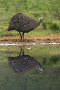 Helmeted Guineafowl (Numida meleagris) reflecting in water, KwaZulu Natal province, South Africa