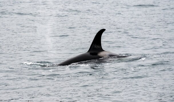Killer whale (Orcinus orca), Orca dorsal fin in the sea, Resurrection Bay, Kenai Fjords National Park, Kenai Peninsula, Alaska, USA