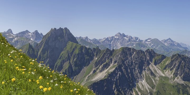 Mountain panorama with troll flowers (Trollius europaeus) from Laufbacher-Eckweg to H&ouml;fats, 2259m, Allg&auml;u Alps, Allg&auml;u, Bavaria, Germany