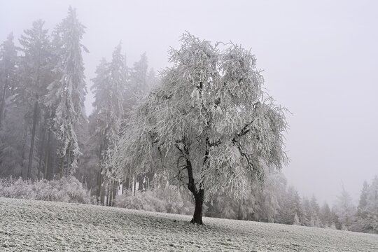 Tree and forest in hoarfrost, Schlatt, Lindenberg, Freiamt, Canton of Aargau, Switzerland