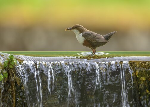 White-throated White-throated Dipper (Cinclus cinclus), standing on the edge of a weir with insects in its beak, biosphere reserve, Swabian Alb, Baden-W&uuml;rttemberg, Germany