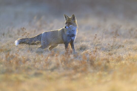 Red fox (Vulpes vulpes), securing in the last light in a meadow, Swabian Alb biosphere reserve, Baden-W&uuml;rttemberg, Germany