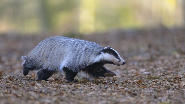 European badger (Meles meles), foraging in a beech forest, Swabian Alb biosphere reserve, Baden-W&uuml;rttemberg, Germany
