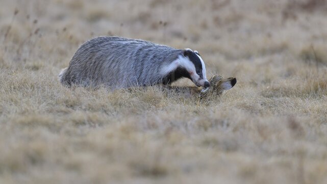 European badger (Meles meles), on roadkill, European hare (Lepus europaeus), in a meadow, Swabian Alb biosphere reserve, Baden-W&uuml;rttemberg, Germany