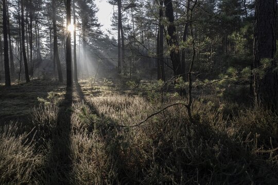 Light rays in the forest, Emsland, Lower Saxony, Germany