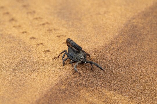 Black scorpion (Parabuthus villosus) running across sand, Namib Desert near Swakopmund, Namibia