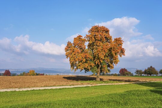 Discoloured pear tree (Pyrus), standing in a meadow, Beinwil, Freiamt, Canton Aargau, Switzerland