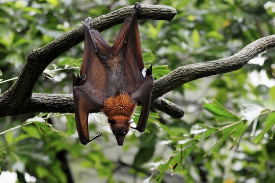 Kalong flying fox (Pteropus vampyrus), adult, in sleeping tree, during the day, alert, Singapore, Southeast Asia