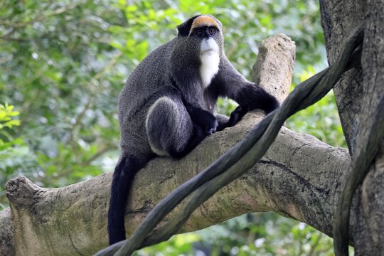 Brazzamere cat (Cercopithecus neglectus), adult, sitting, on tree, alert, Central Africa