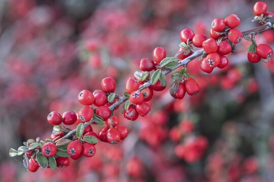 Fan-shaped cotoneaster (Cotoneaster horizontalis), Emsland, Lower Saxony, Germany