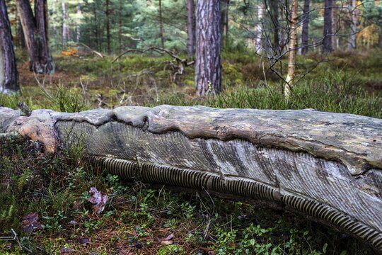 Pine tree (Pinus) with cut-in resin conductive chips, resin extraction until 1990, Dar&szlig;wald, Dar&szlig;, Fischland-Dar&szlig;-Zingst, National Park Vorpommersche Boddenlandschaft, Mecklenburg-Vorpommern, Germany